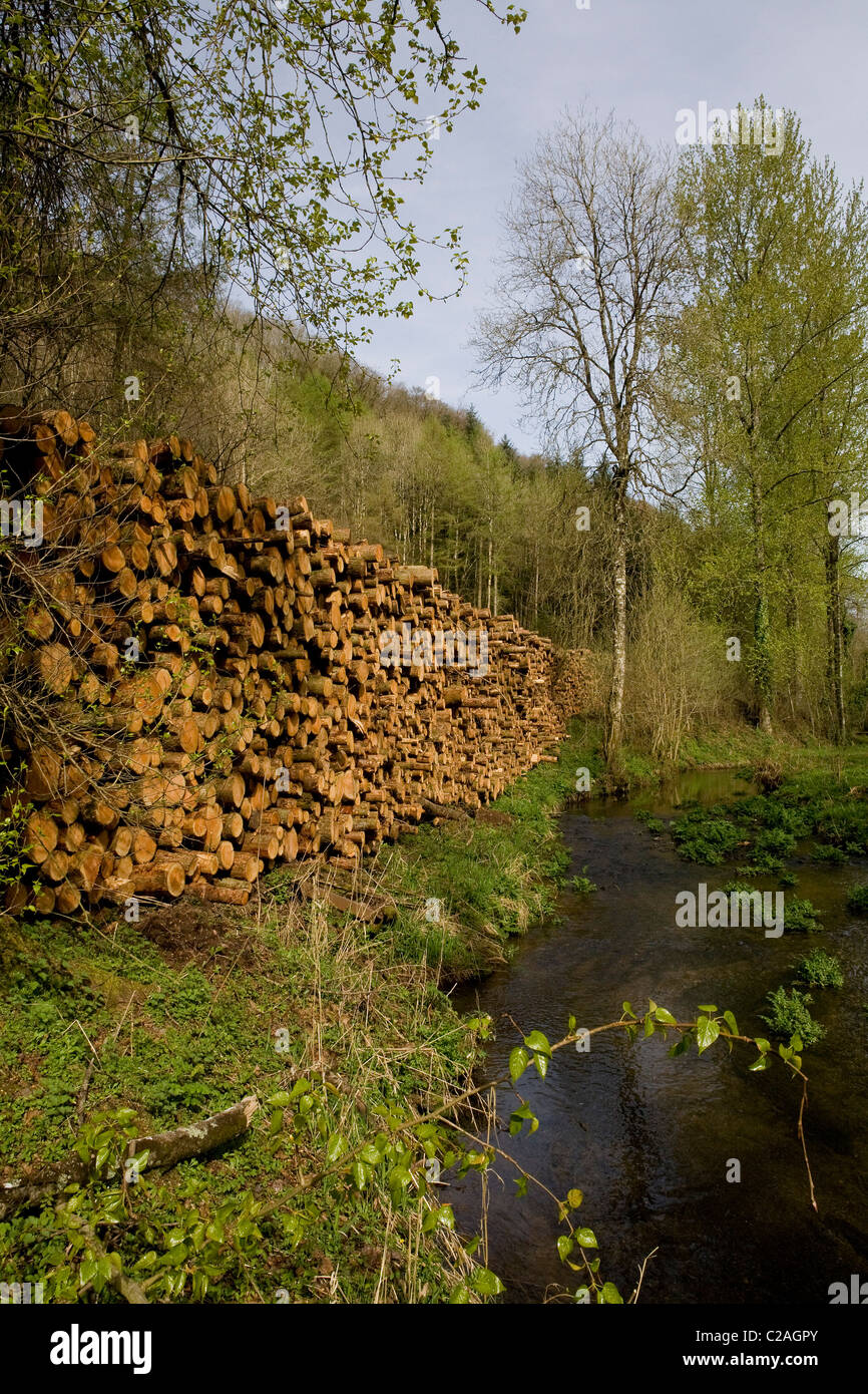 Larch logs stacked in Somerset UK. The trees have been felled because they are suffering from larch disease Stock Photo