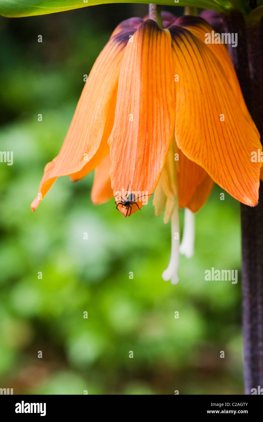 Fritillaria imperialis Crown Imperial Flower in Full Bloom with A common Black Garden Spider on Leaf Stock Photo