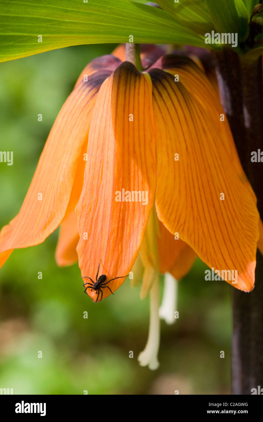 Fritillaria imperialis Crown Imperial Flower in Full Bloom with A common Black Garden Spider on Leaf Stock Photo