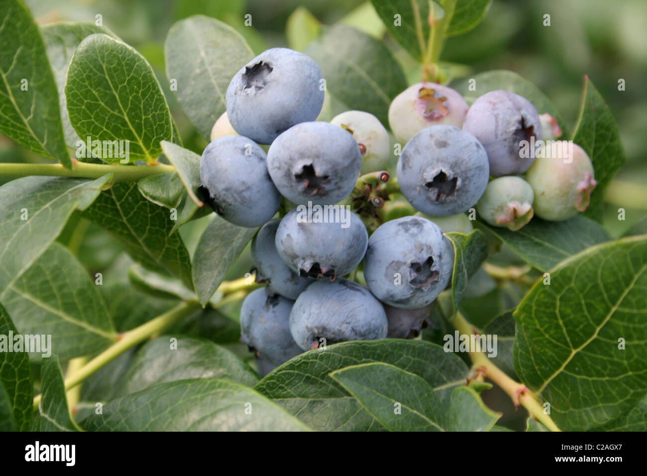 Ripe blueberries on bush South Haven Michigan Stock Photo Alamy
