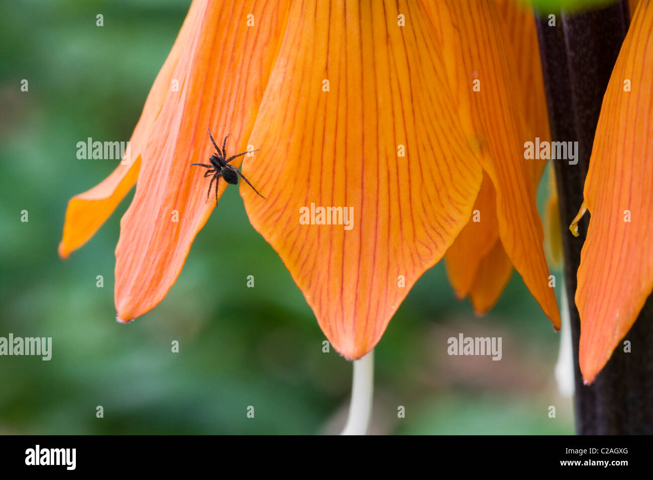 Fritillaria imperialis Crown Imperial Flower in Full Bloom with A common Black Garden Spider on Leaf Stock Photo