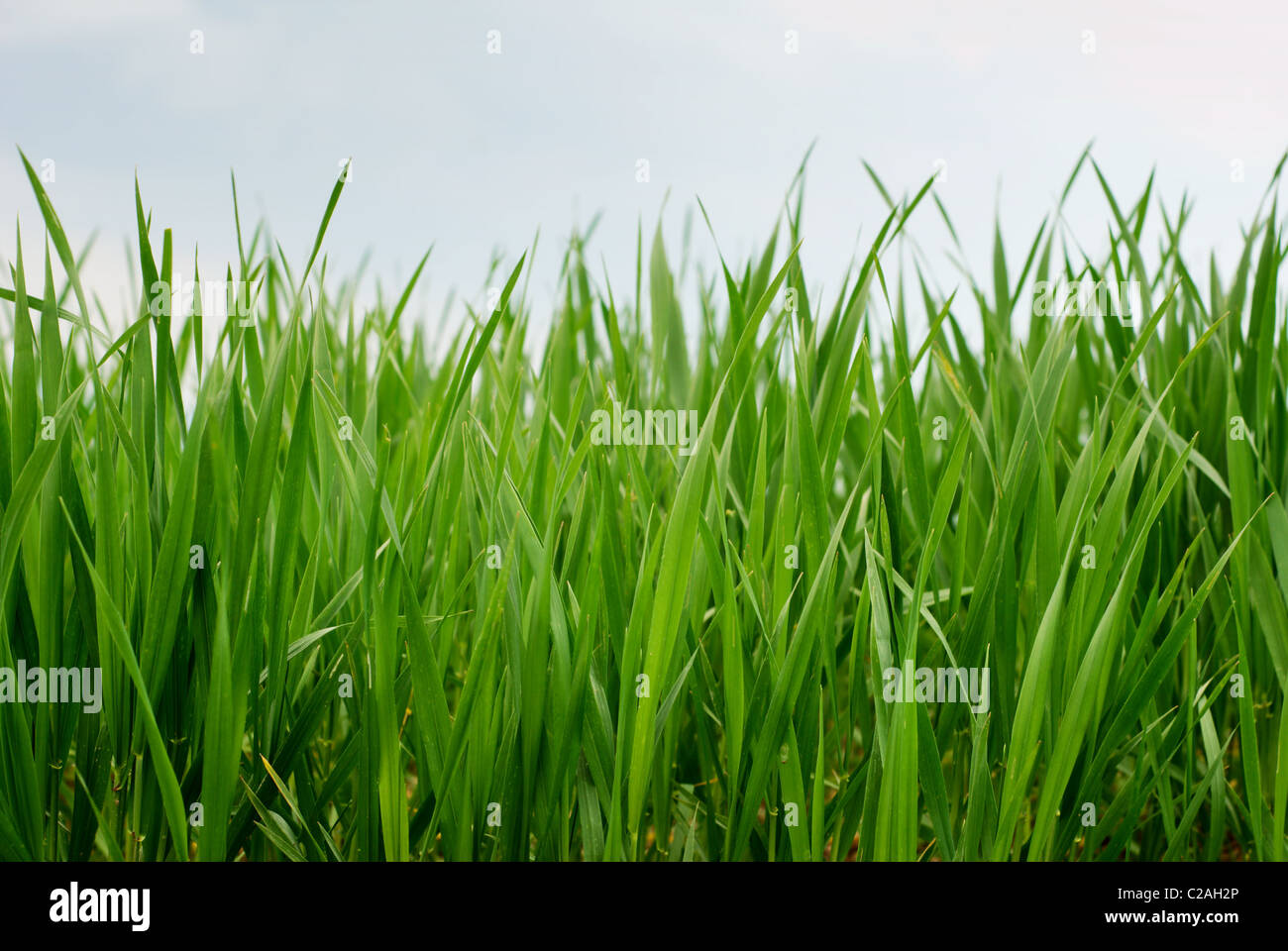 Green wheat stems under cloudy sky Stock Photo