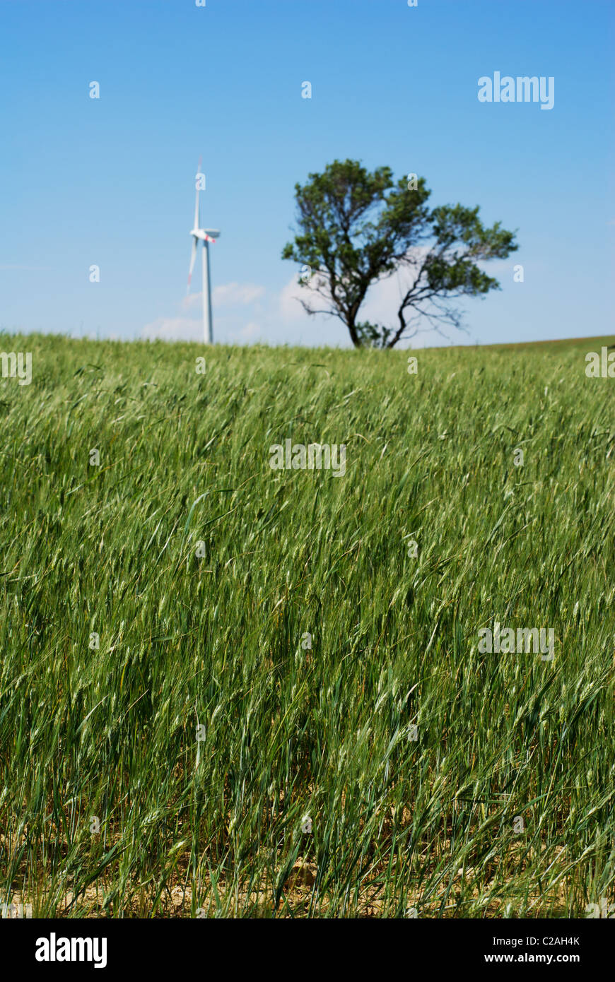 Young wheat plants with wind turbine and tree in background (shallow focus on wheat in foreground) Stock Photo