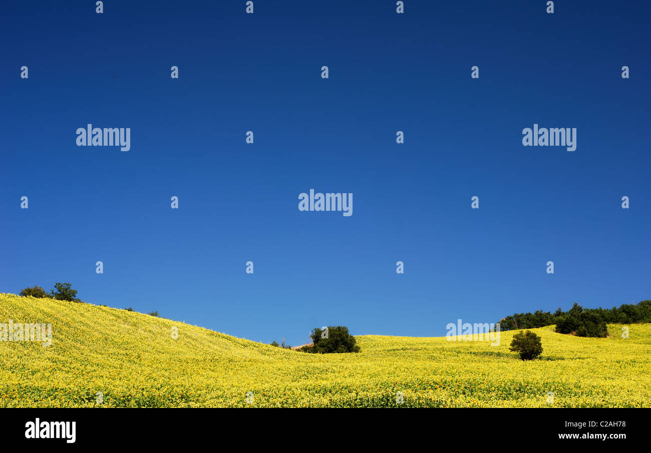 Bright yellow sunflower fields under deep blue sky in Molise Stock Photo