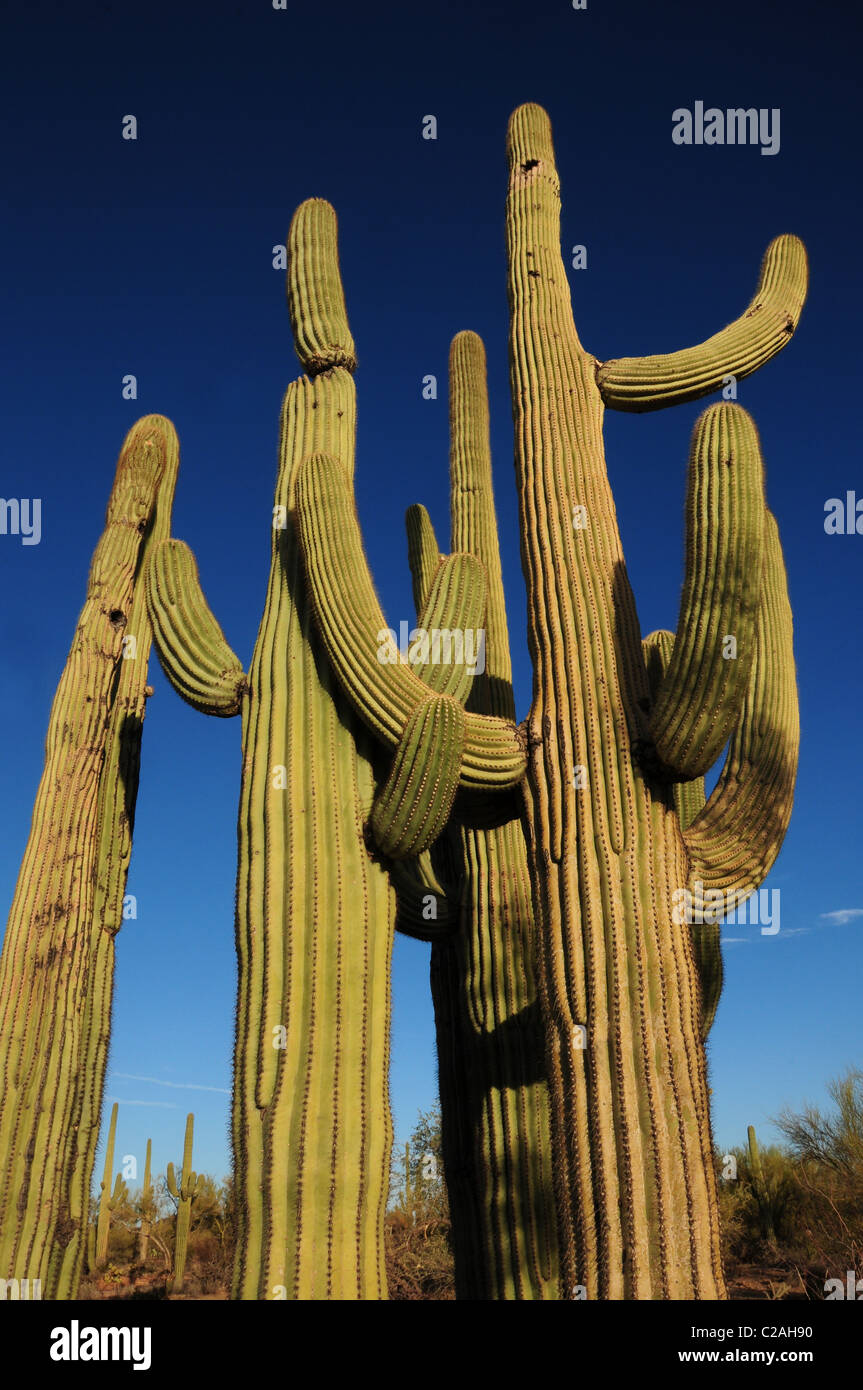 Ironwood Forest National Monument is northwest of Tucson, Arizona, in