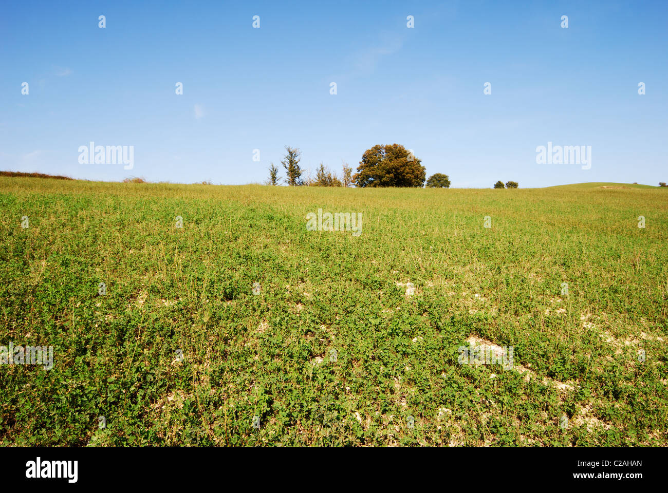 Large green cultivated field under blue sky Stock Photo