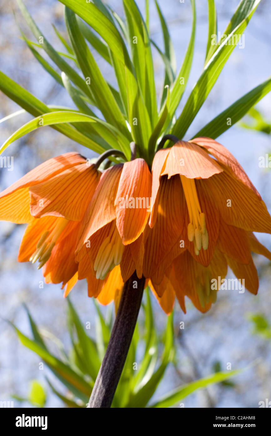 Fritillaria imperialis Crown Imperial Flower in Full Bloom Stock Photo