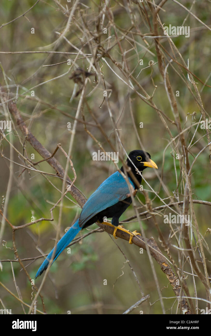Yucatan Jay (Cyanocorax yucatanicus), Yucatan Peninsula, Mexico Stock
