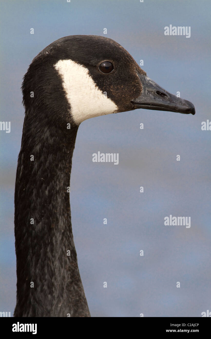 Canada goose zipper 2025 stuck neck