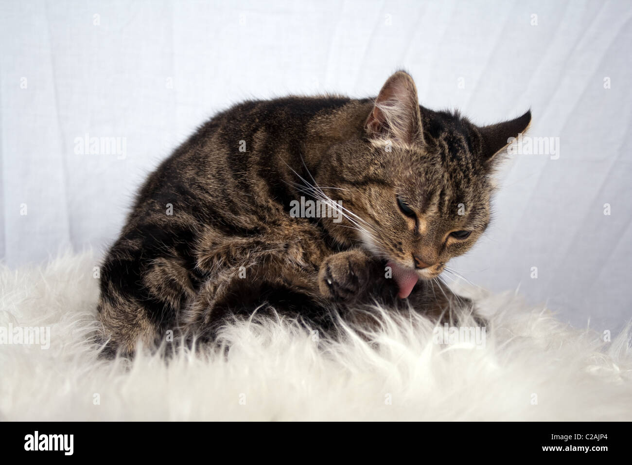 Mackerel Tabby Personality