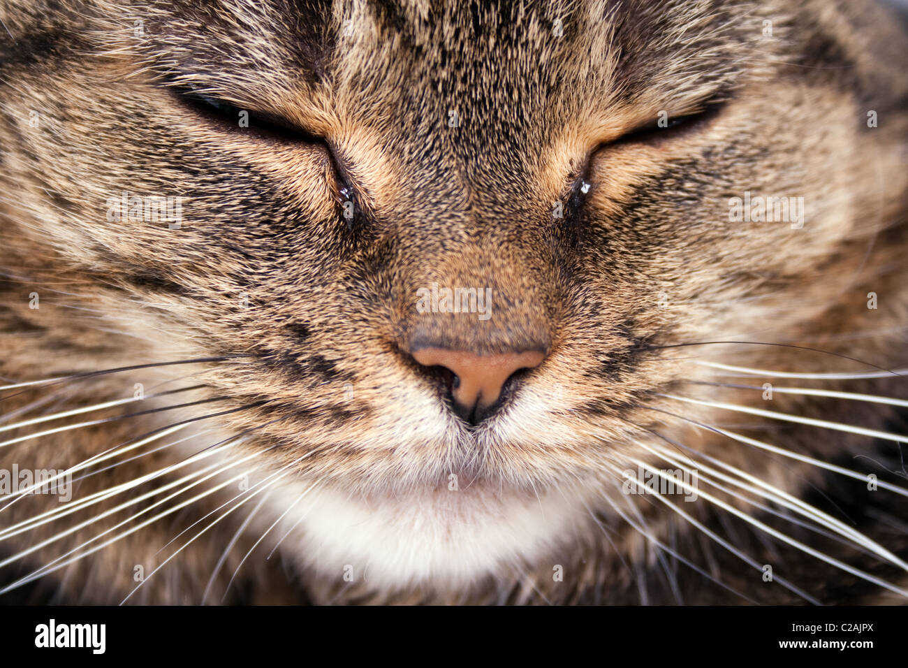 Mackerel Tabby cat close up face Stock Photo
