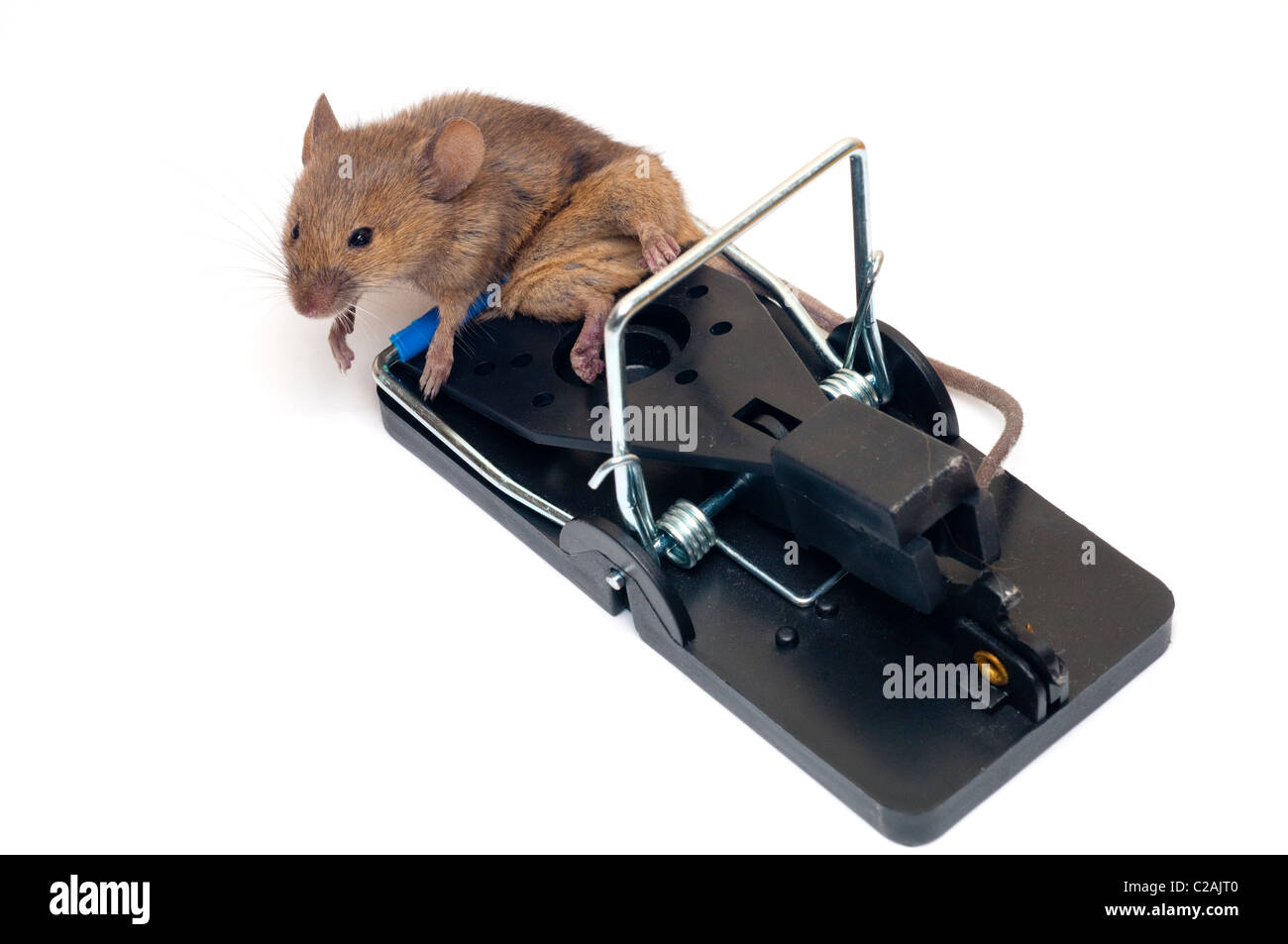 mousetrap Stock Photo
