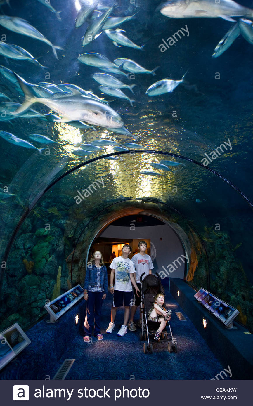 Moody Gardens Aquarium In Galveston Texas Stock Photo 35885021