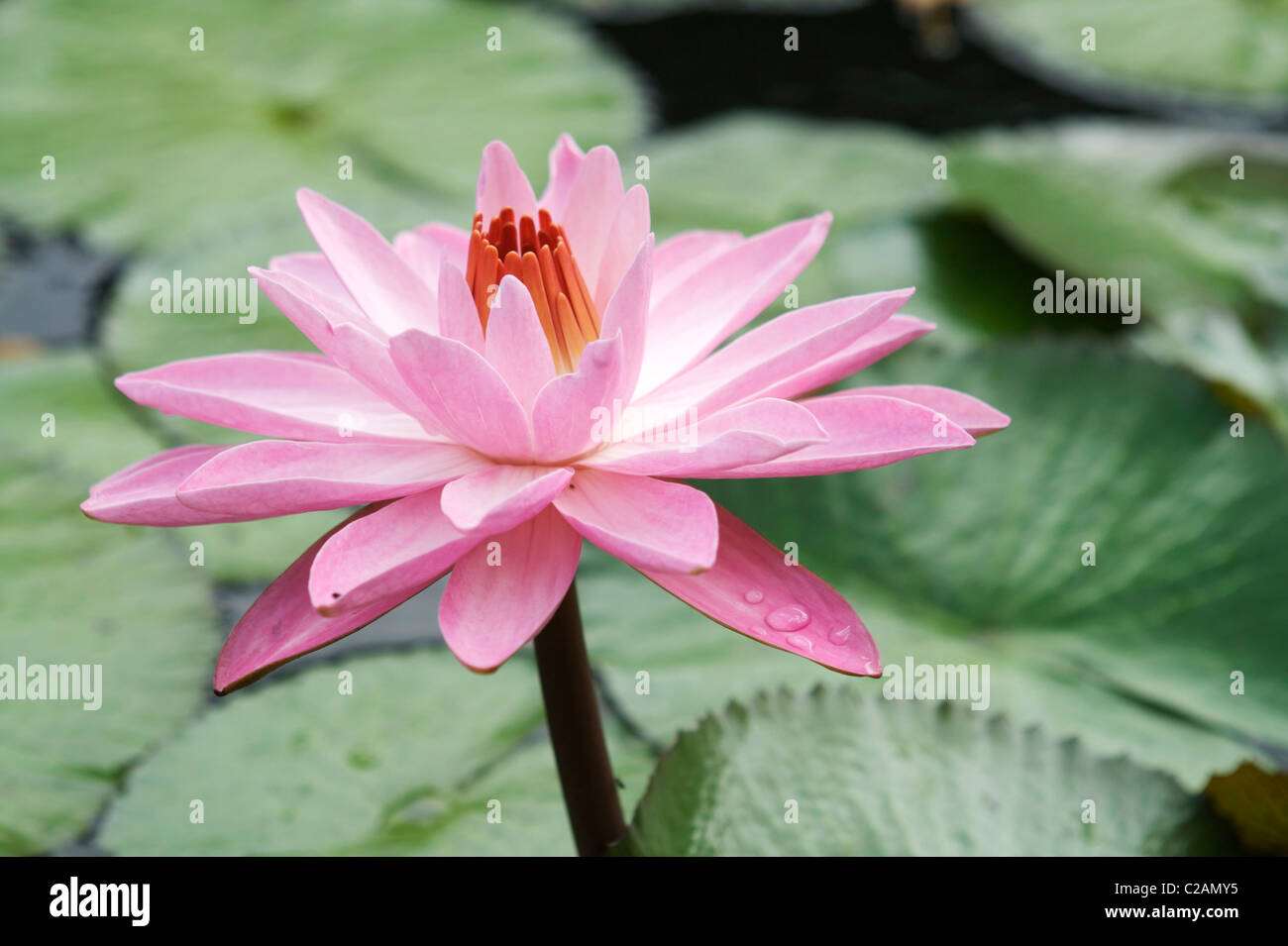 A spa like pink water lily in a Hawaiian pond sitting beautifully above the lily pads. It's Latin name is Nymphaeaceae. Stock Photo