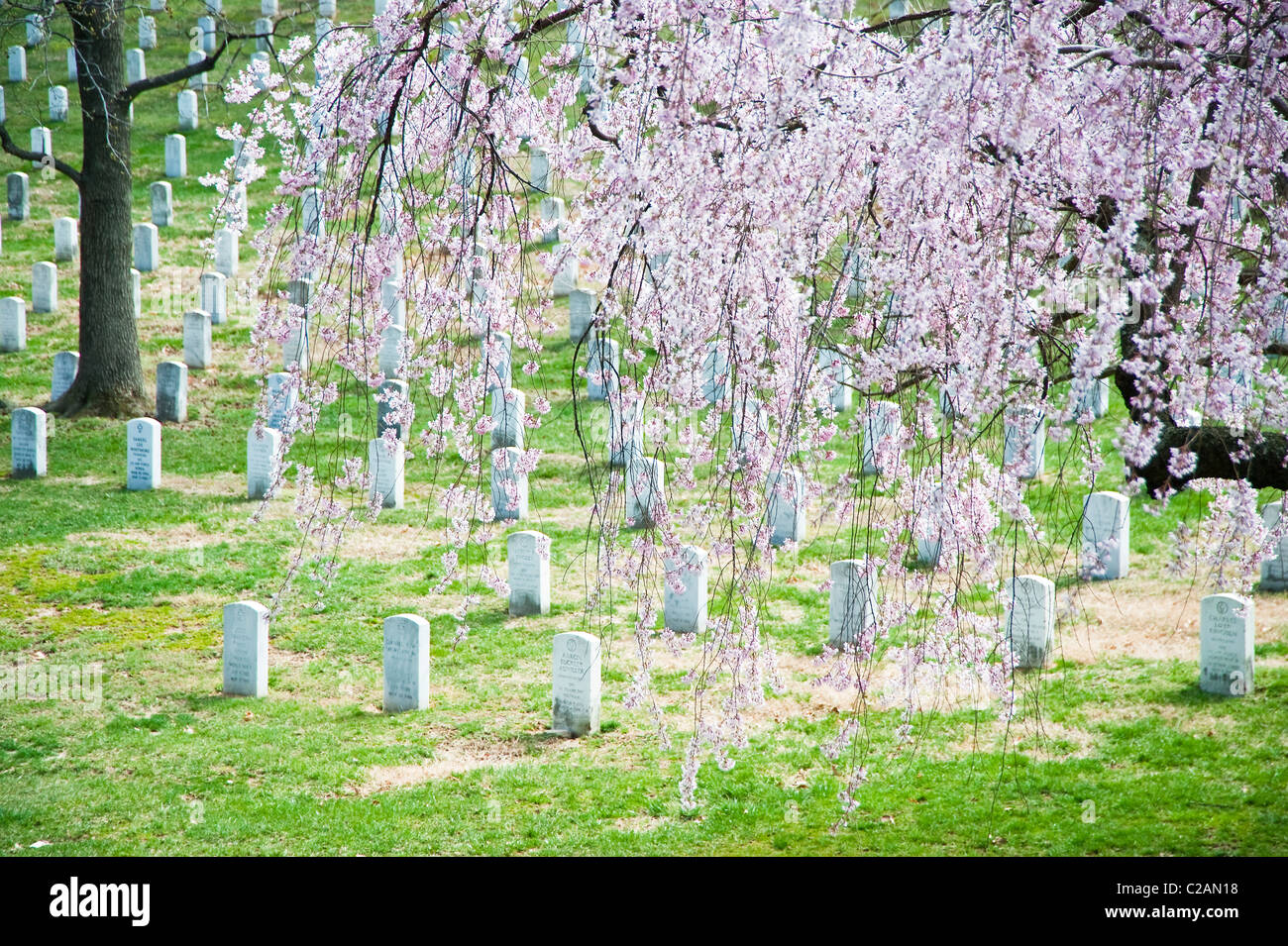 Cherry blossoms in bloom at Arlington National Cemetery Stock Photo - Alamy