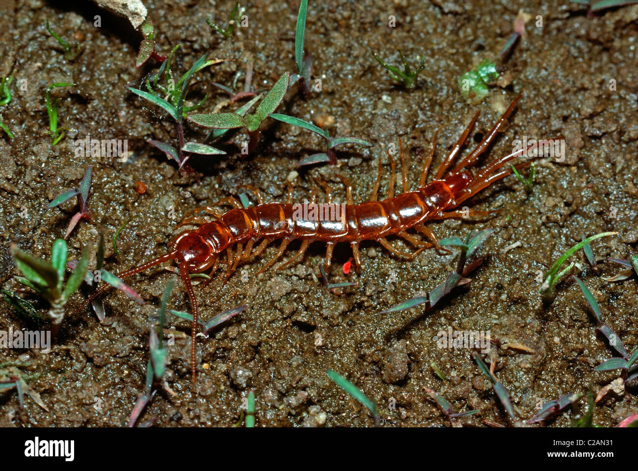 Centipede crawling on damp soil, Colorado US Stock Photo - Alamy