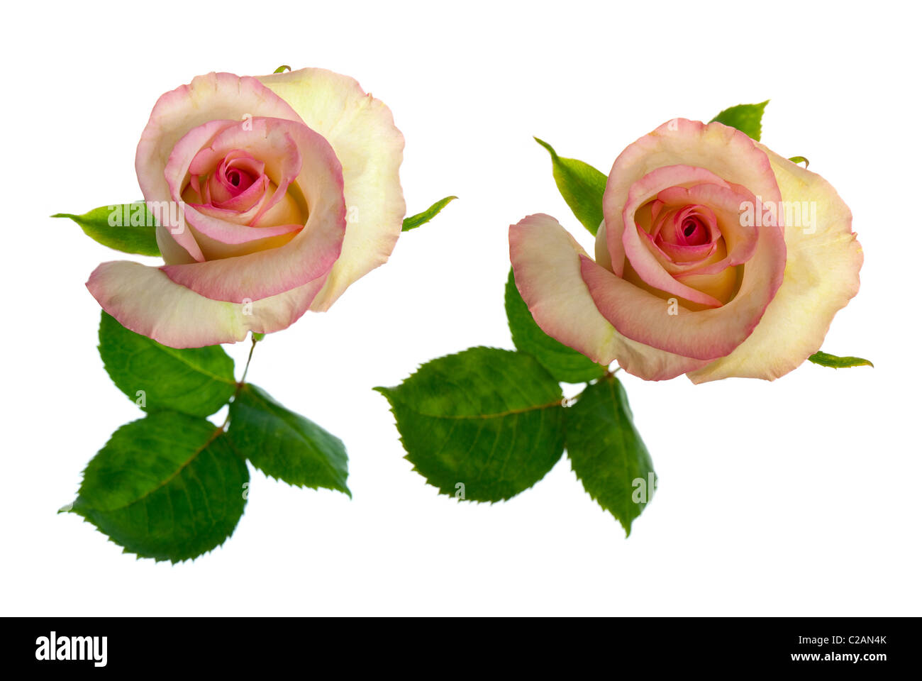 Beautiful roses isolated on white background Stock Photo - Alamy