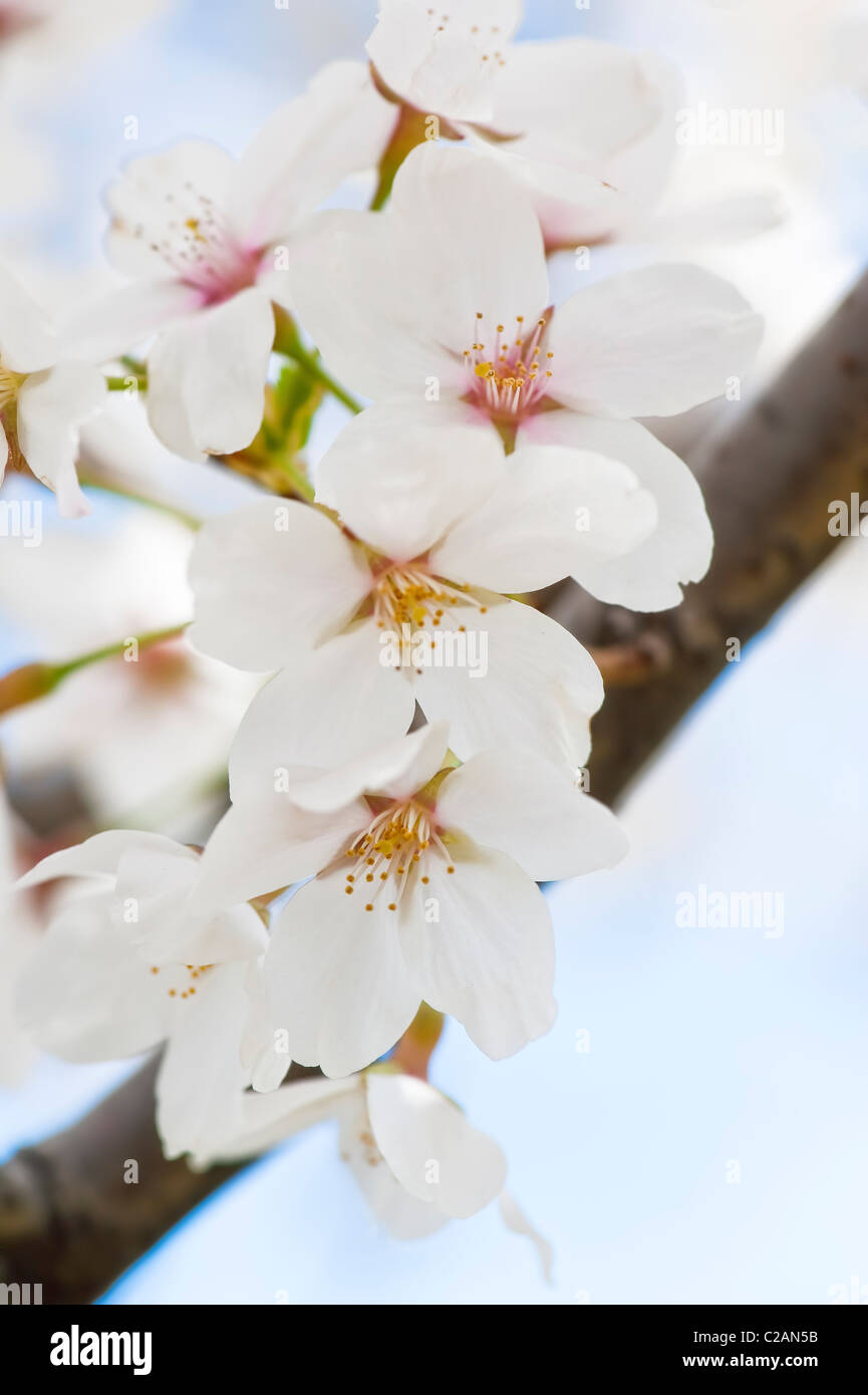 Macro detail shot several cherry blossoms during the annual bloom in Washington DC. Stock Photo