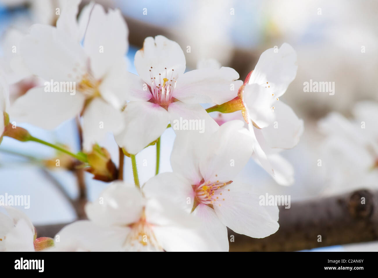 Macro detail shot several cherry blossoms during the annual bloom in Washington DC. Stock Photo