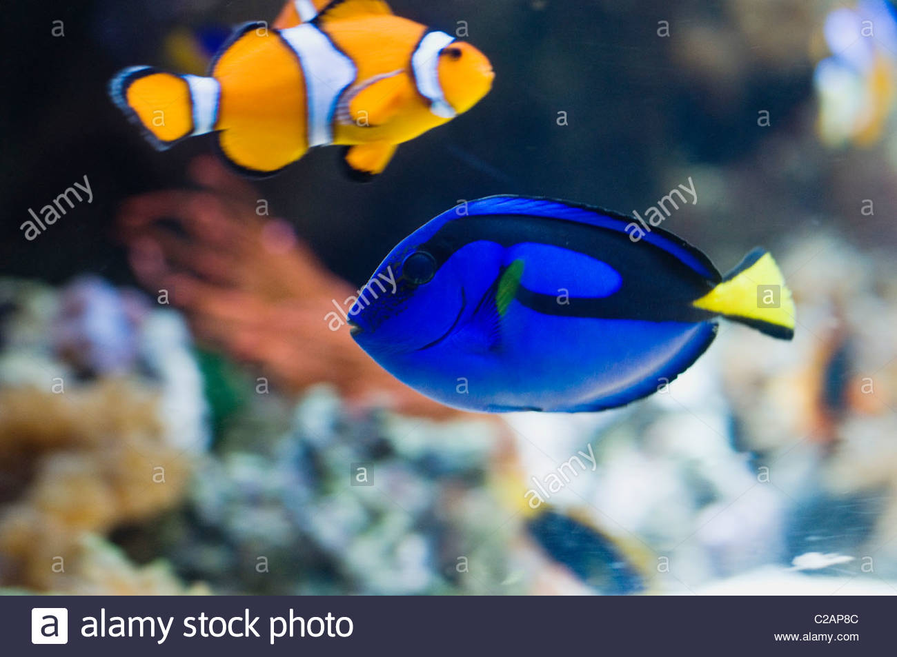 Regal Blue Tang Stock Photos & Regal Blue Tang Stock Images Alamy