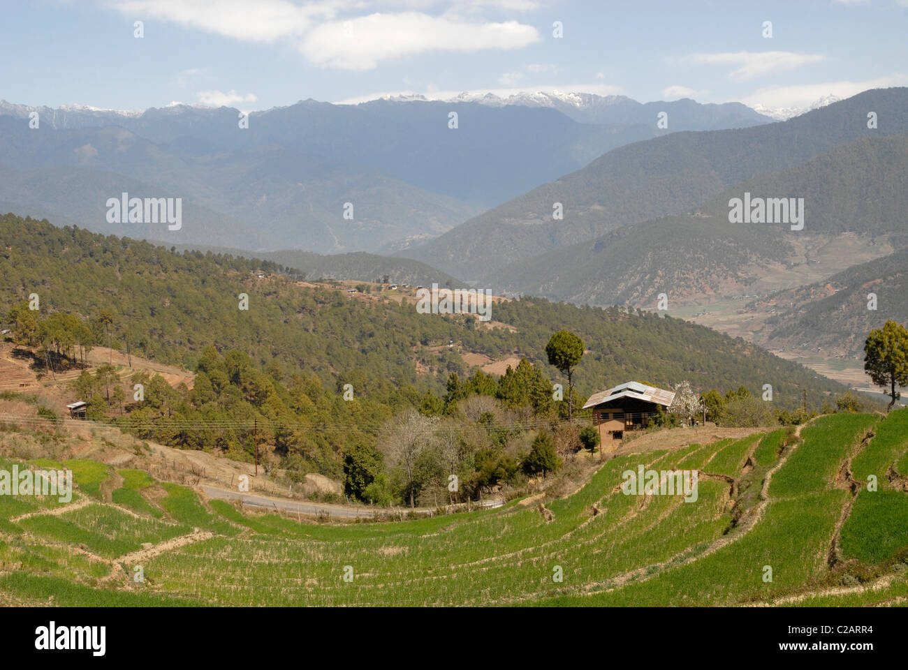 Fields and rice terraces below the village of Talo, Bhutan (near Punakha) Stock Photo