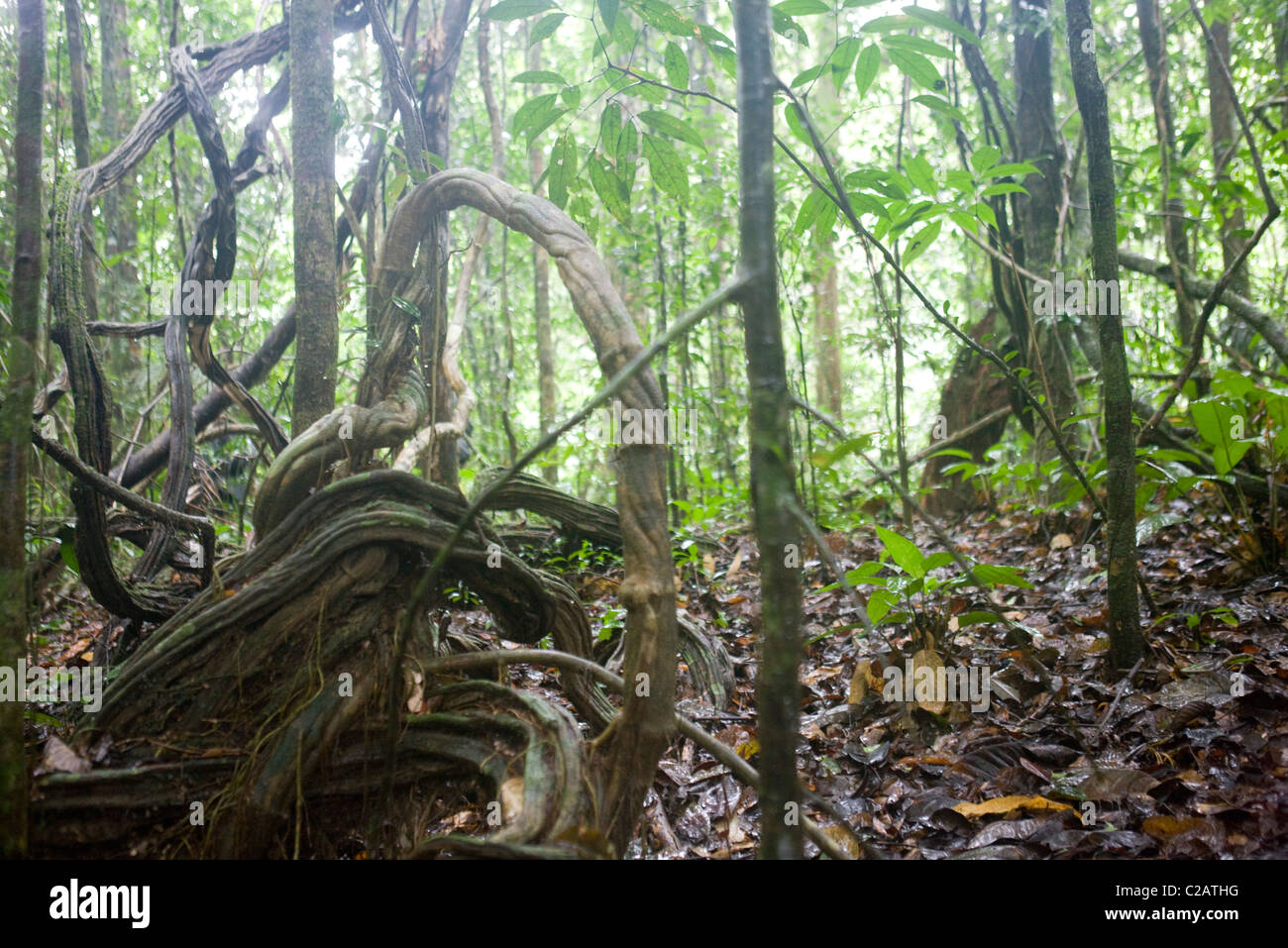 South America, buttress root in Amazon rainforest Stock Photo