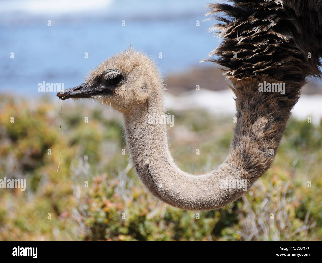 Ostrich Stock Photo