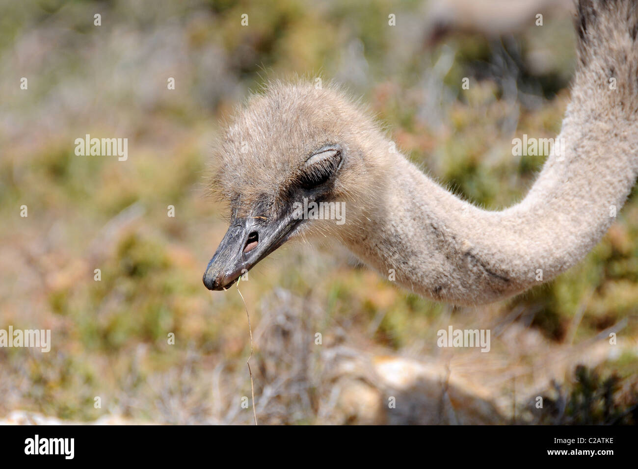 Ostrich Stock Photo