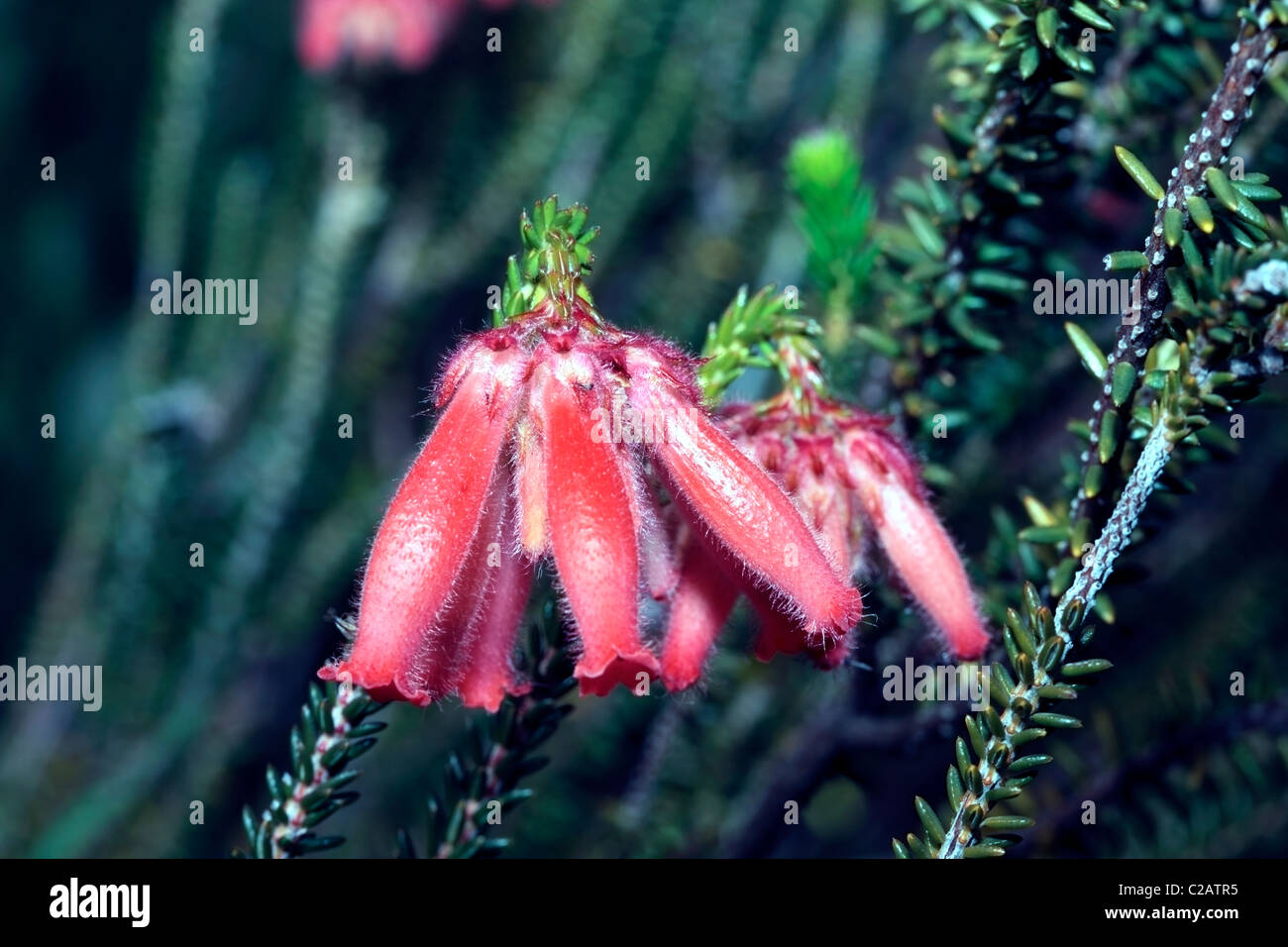 Erica cerinthoides x Erica coronata- Fire Erica/Fire/Heath/ Red Hairy Erica- Family Ericaceae Stock Photo