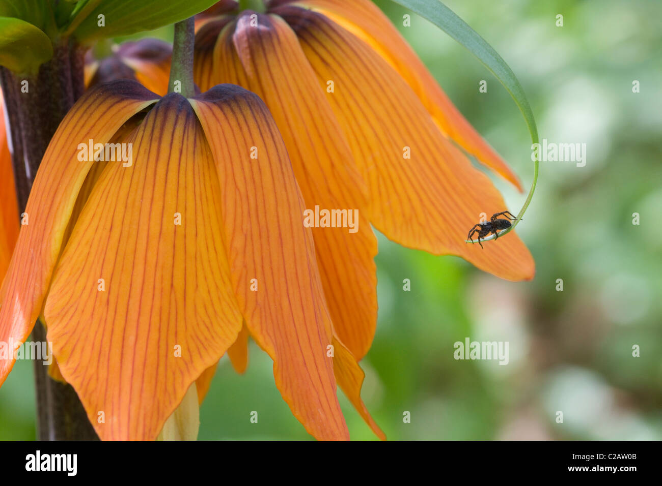 Fritillaria imperialis Crown Imperial Flower in Full Bloom with A common Black Garden Spider on Leaf Stock Photo