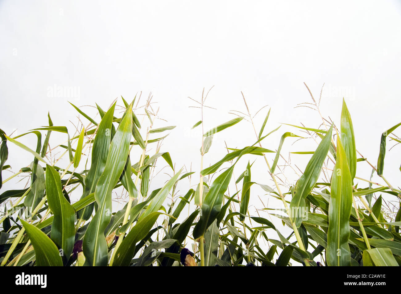 Maize growing in field, closeup Stock Photo Alamy