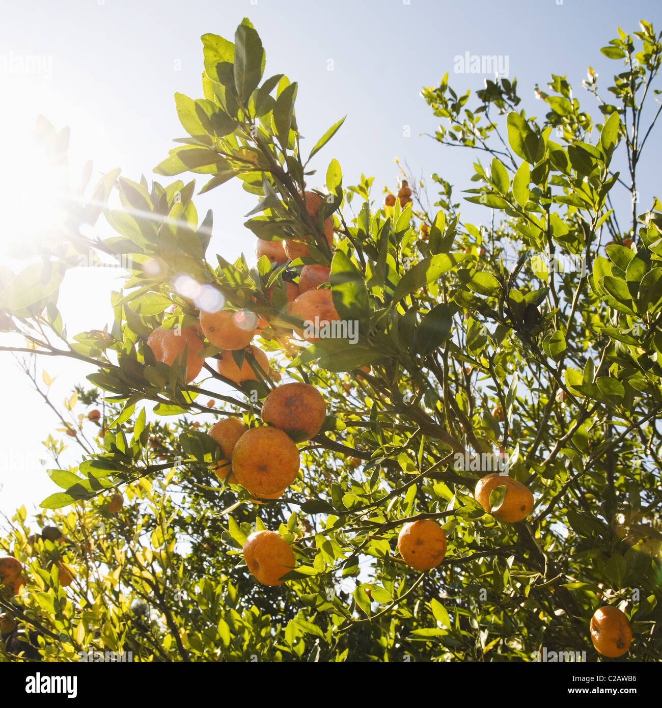 Oranges from a tree hires stock photography and images Alamy