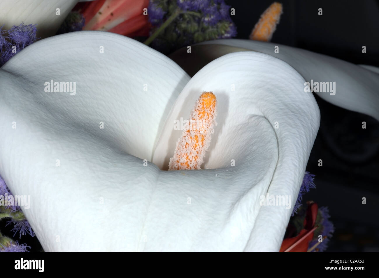'Arum lily' Zantedeschia aethiopica' arum lily Stock Photo