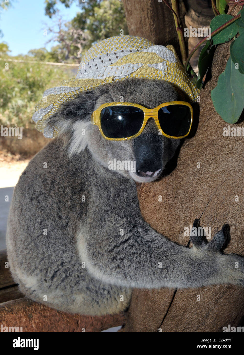 KOALA COOLS OFF WITH LOLLY A cute koala bear keeps cool in the Aussie heatwave by licking on a lolly. The furry fellow named Stock Photo Alamy
