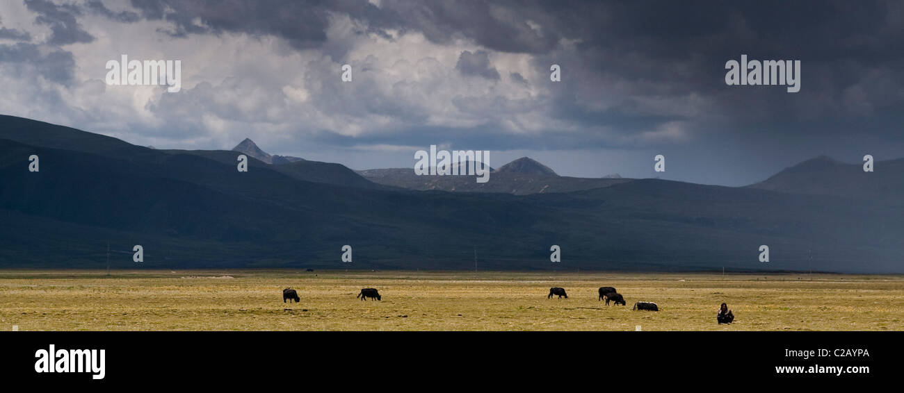 Cattle grazing in mountain pasture, Litang, GarzÉ Tibetan Autonomous Prefecture, China Stock Photo