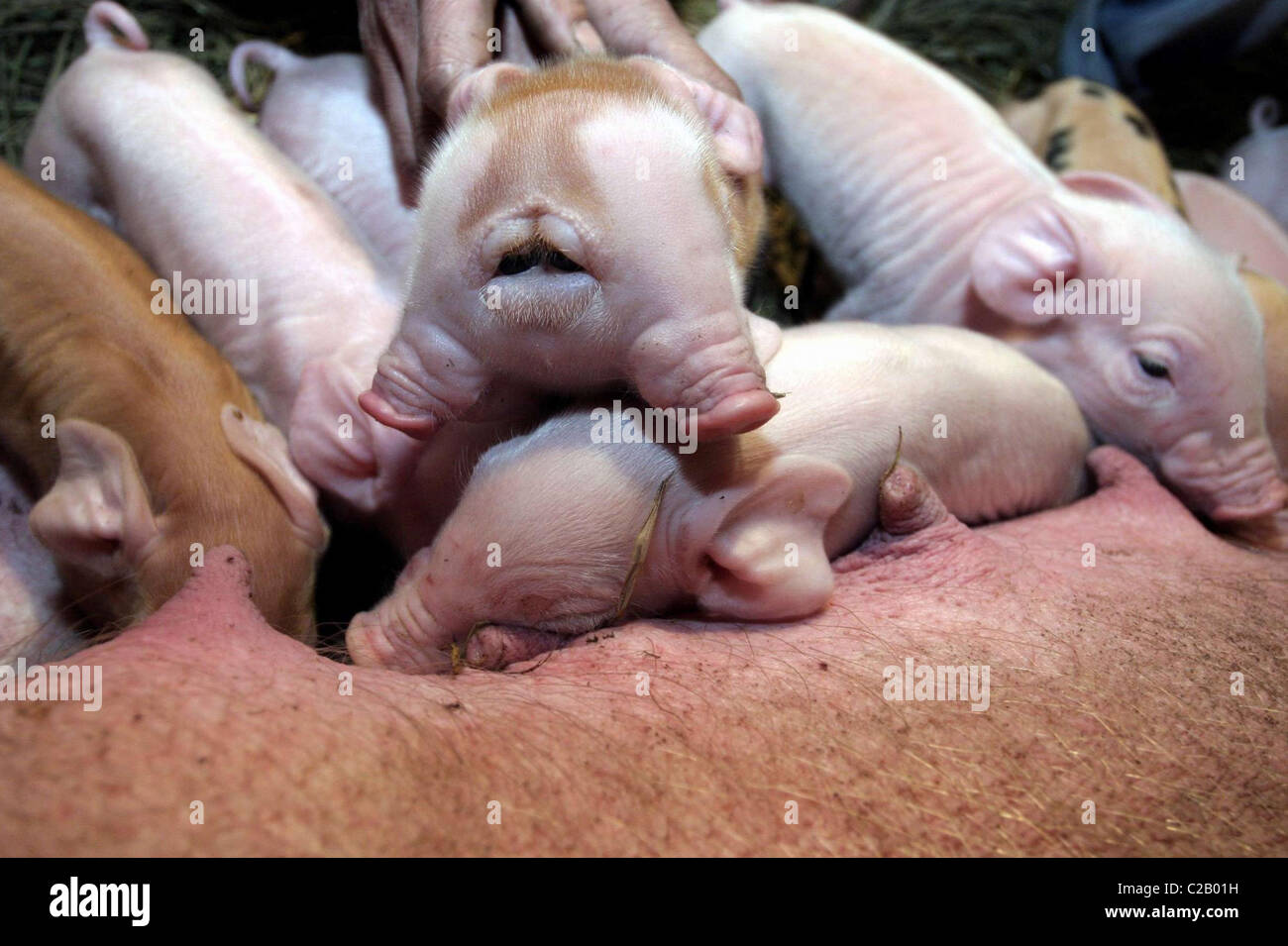 WHAT A PIG! This amazing piglet is nothing to snort at – he has two ...