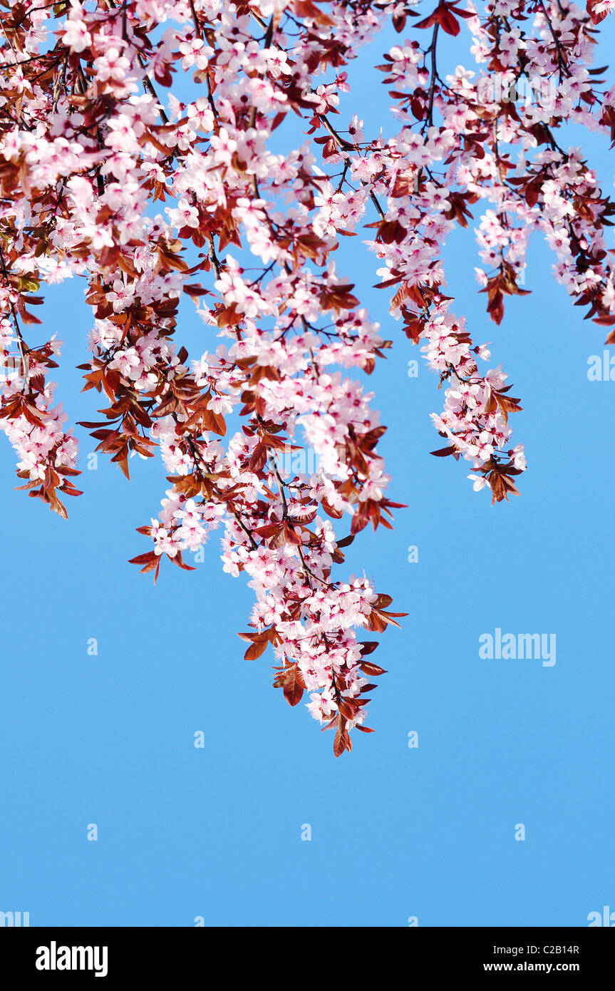 Pink cherry blossoms on a softly blurred background Stock Photo - Alamy