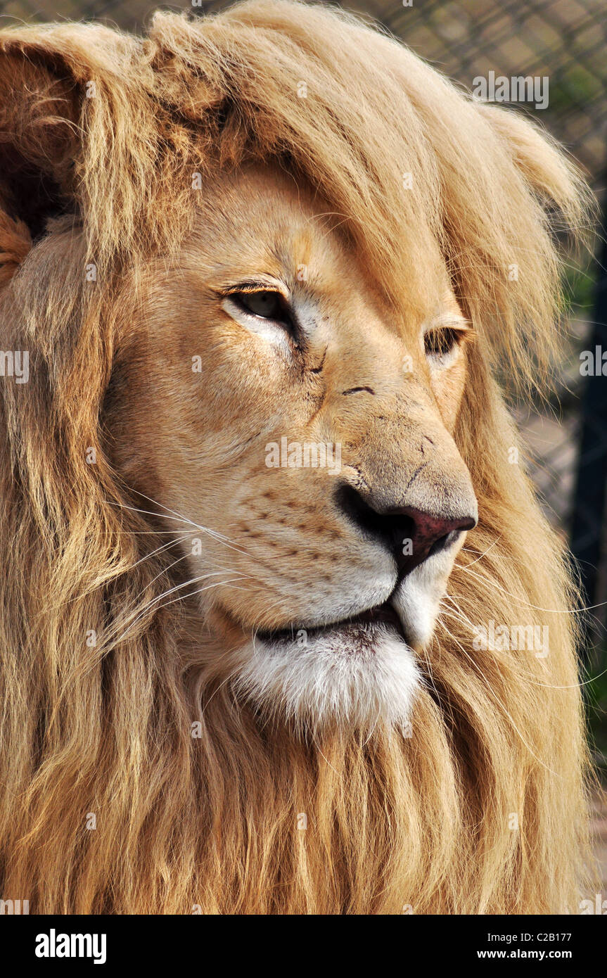 Lion portrait male close up hi-res stock photography and images - Alamy