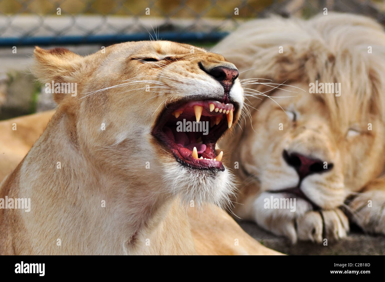 White lion male hi-res stock photography and images - Alamy