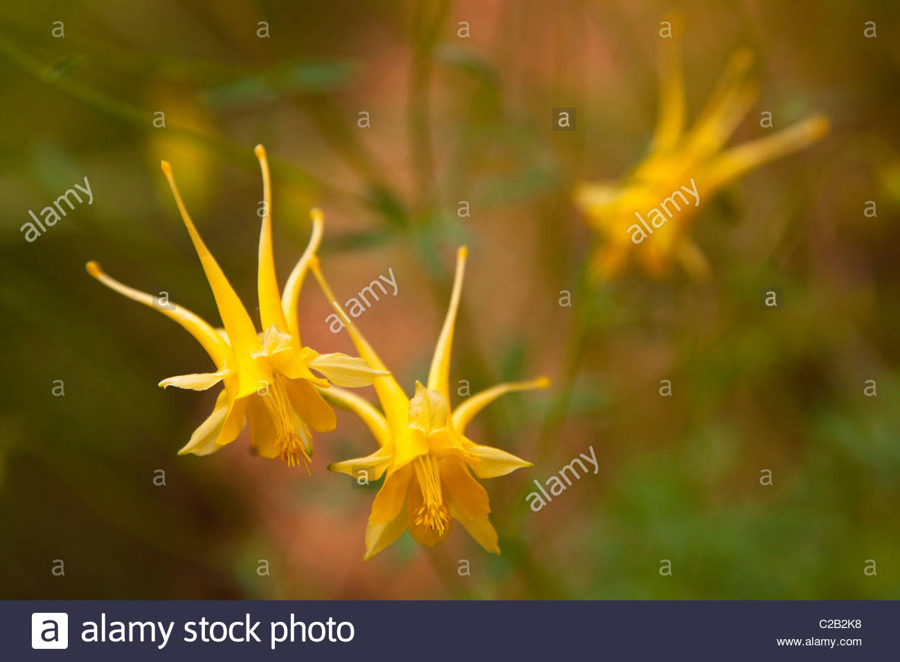 Close up of golden columbine flowers, Aquilegia chrysantha. Stock Photo