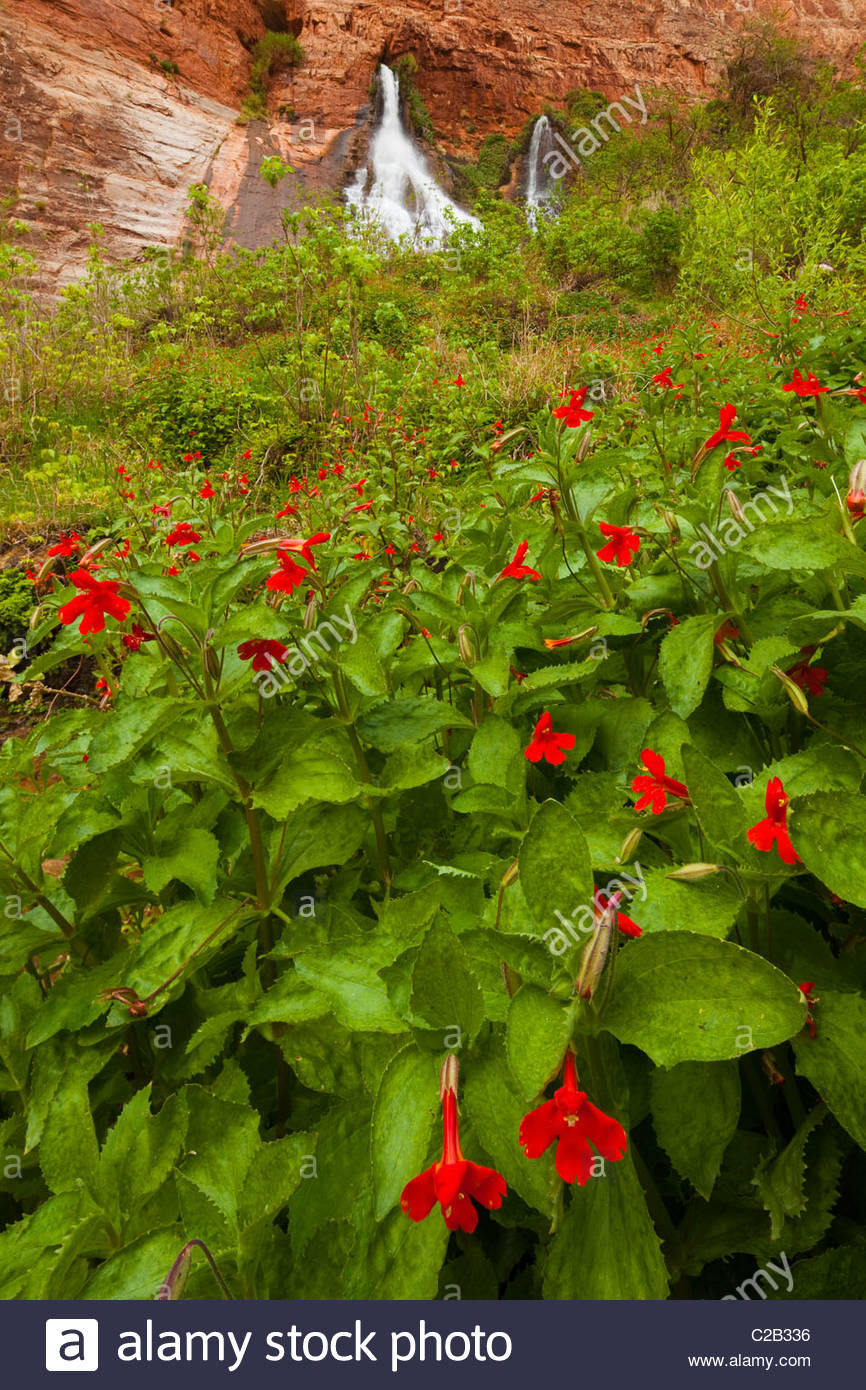 Crimson monkey flowers grow in front of a cascading waterfall Stock