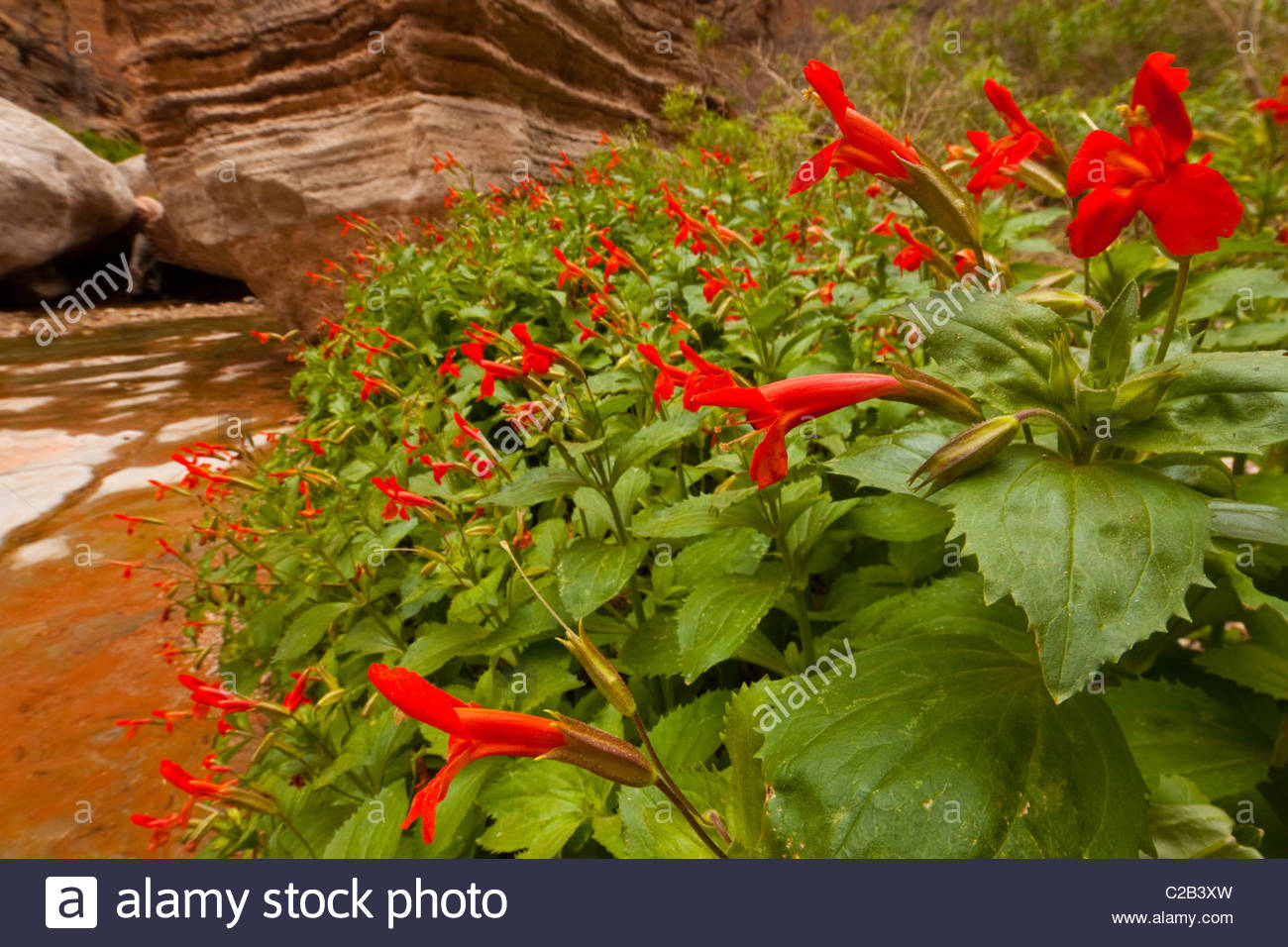 Crimson monkey flower grows in a desert canyon. Stock Photo