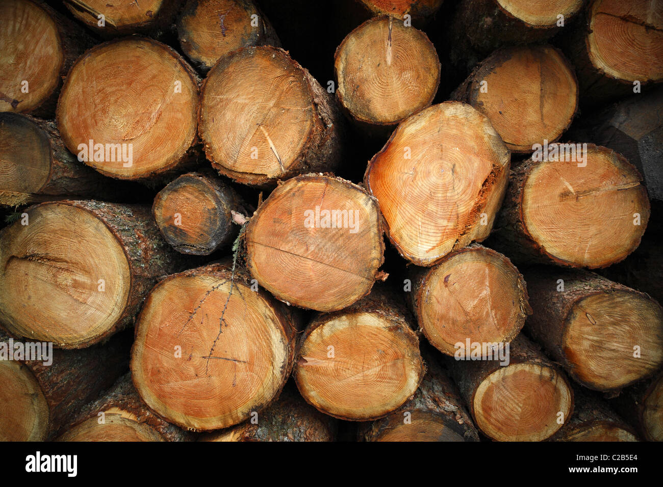Sawn timber Stock Photo