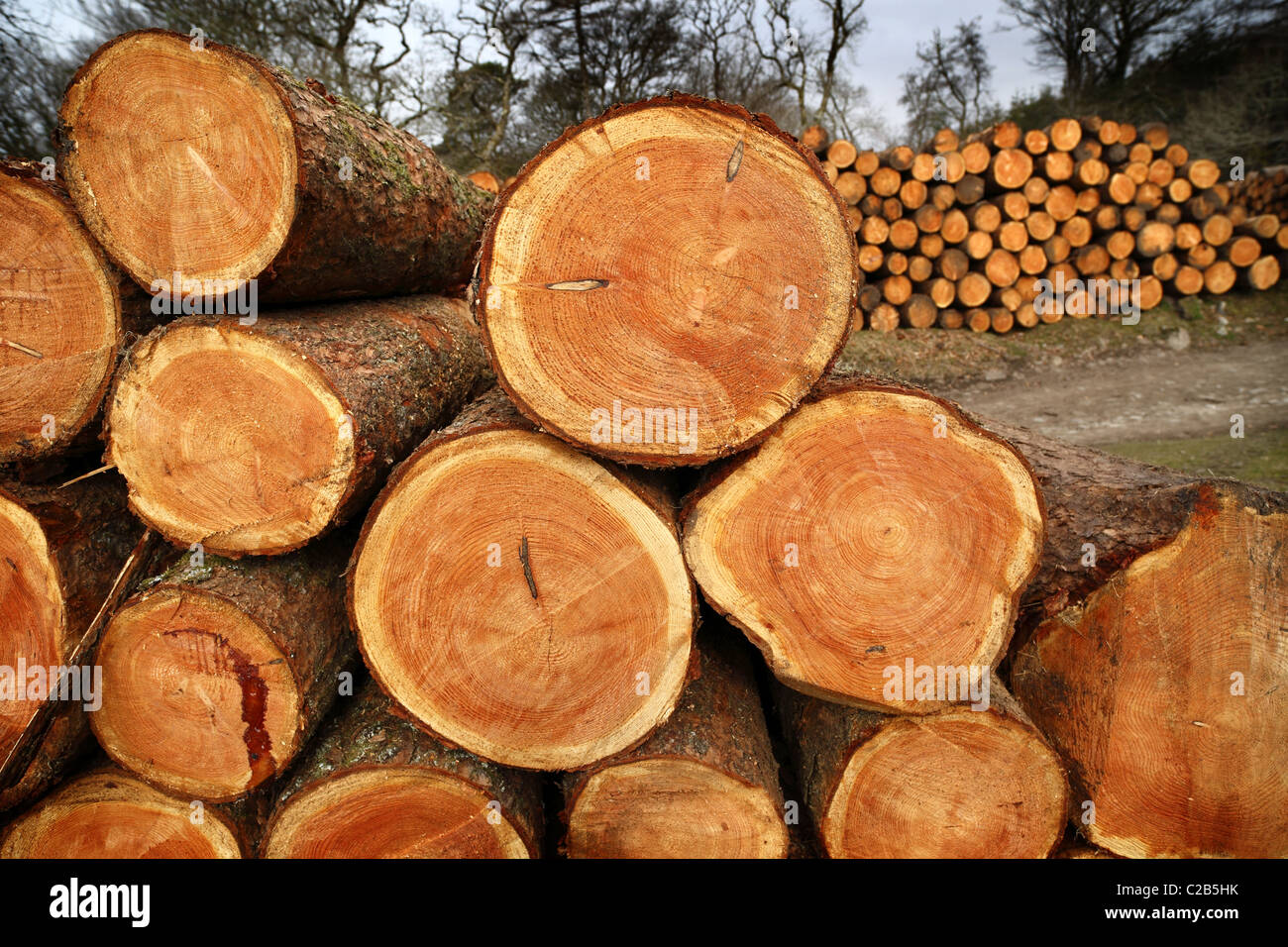 Stacked sawn timber Stock Photo - Alamy