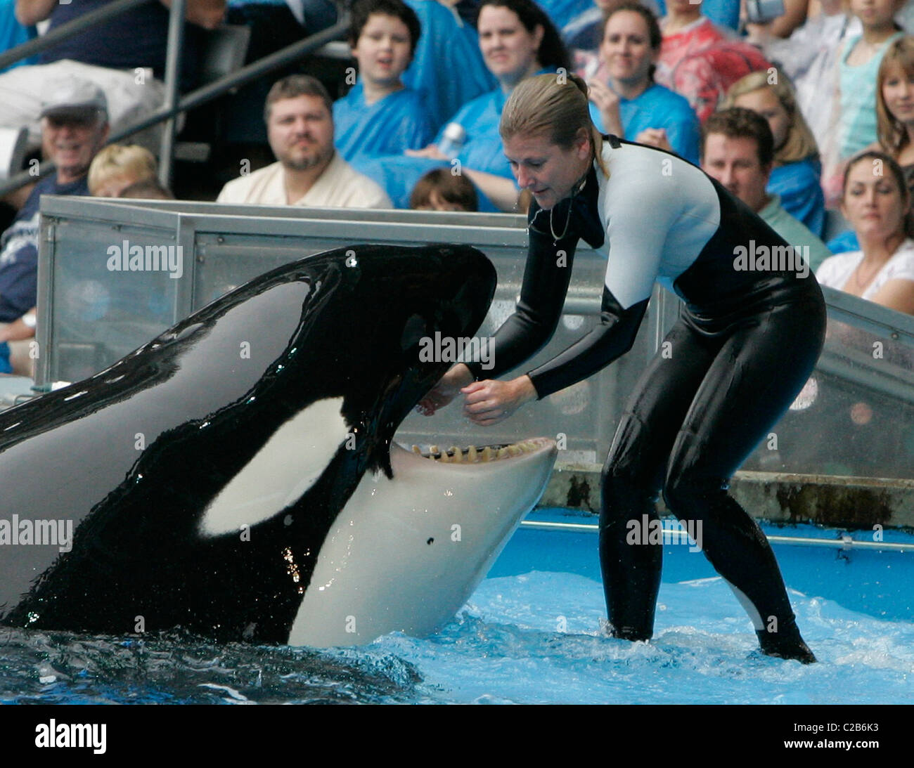 Dawn Brancheau And The Killer Whale Performing Tricks At Seaworld Florida Orlando Florida 04 11 04 Stock Photo Alamy