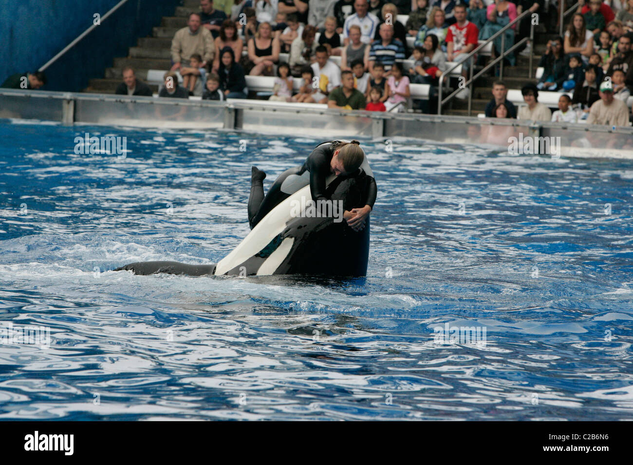 Dawn Brancheau and The Killer Whale performing tricks at Seaworld Stock