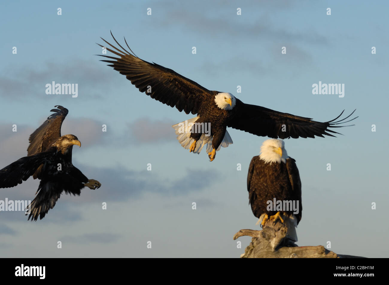 Bald Eagles sitting on dead tree trunk, near to landing and flying