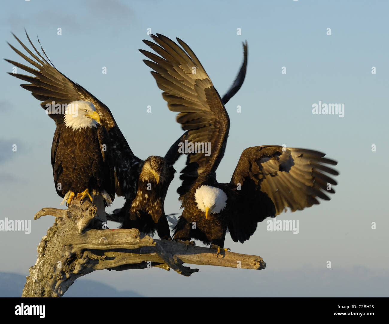 Bald Eagles sitting on dead tree trunk, near to landing and flying