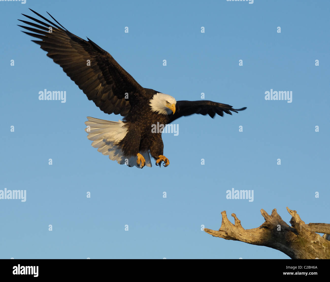 Bald Eagles sitting on dead tree trunk, near to landing and flying