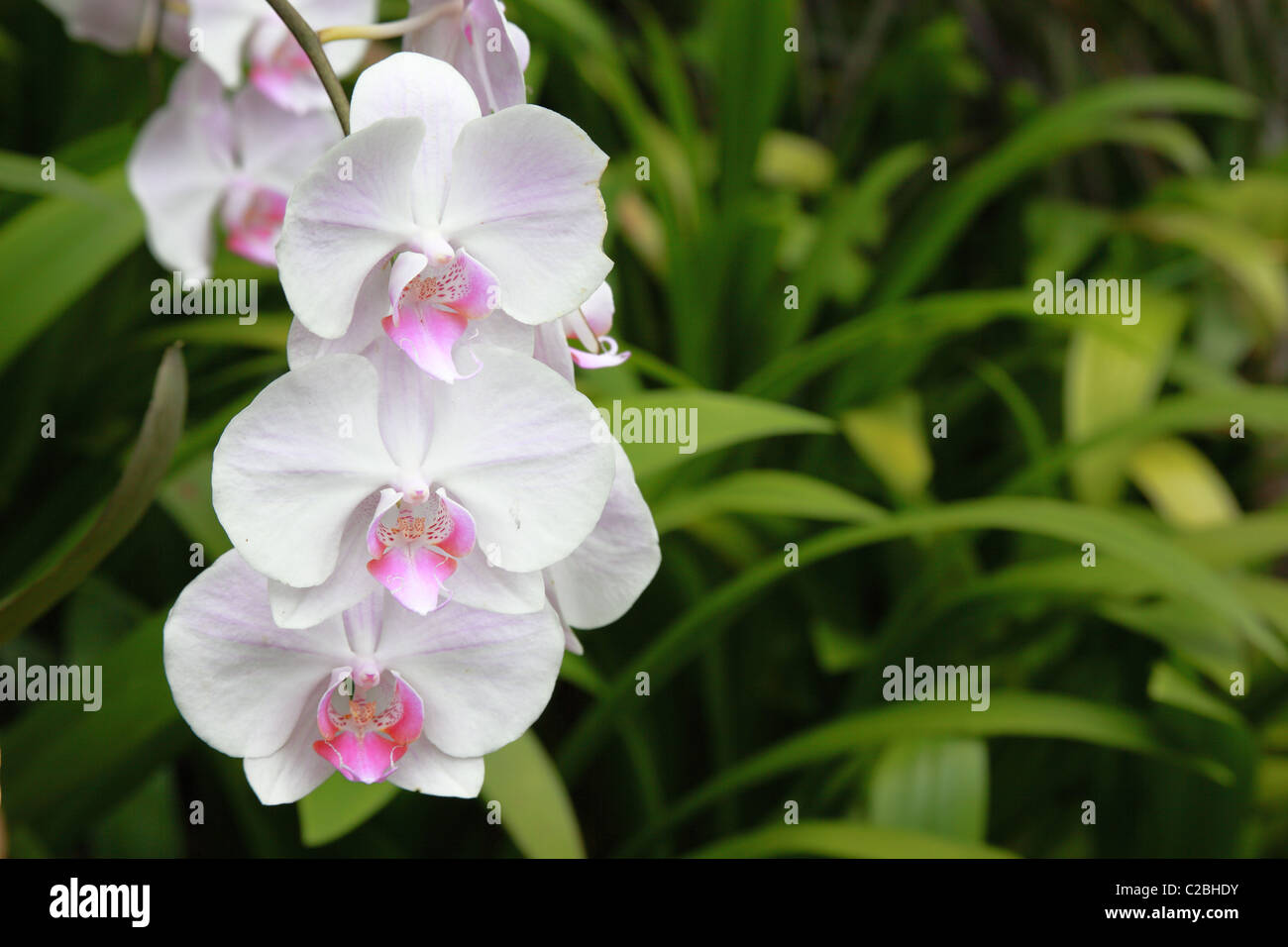 Orchids, taken in Southeast Asia Stock Photo Alamy